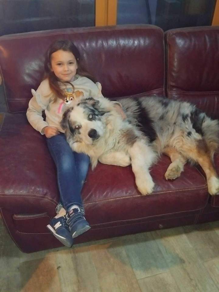 Élevage canin Berger Australien Saône-et-Loire