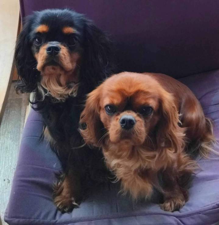 Élevage de Cavaliers King Charles Saône-et-Loire