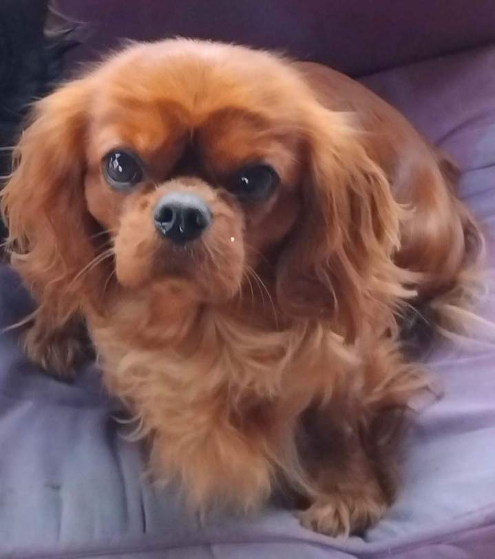 Élevage Cavalier King Charles Saône-et-Loire