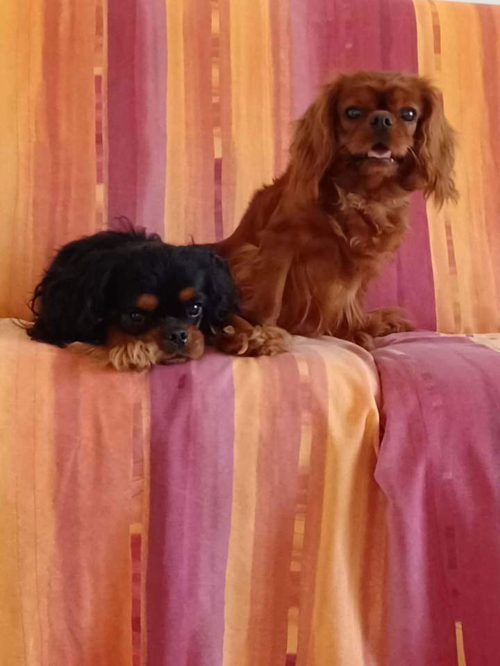 Élevage canin Cavalier King Charles Saône-et-Loire