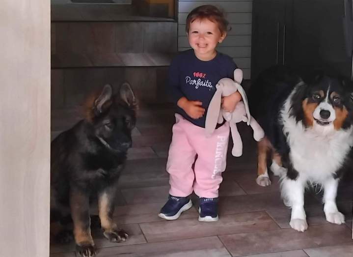 Élevage de Bergers Australiens Saône-et-Loire