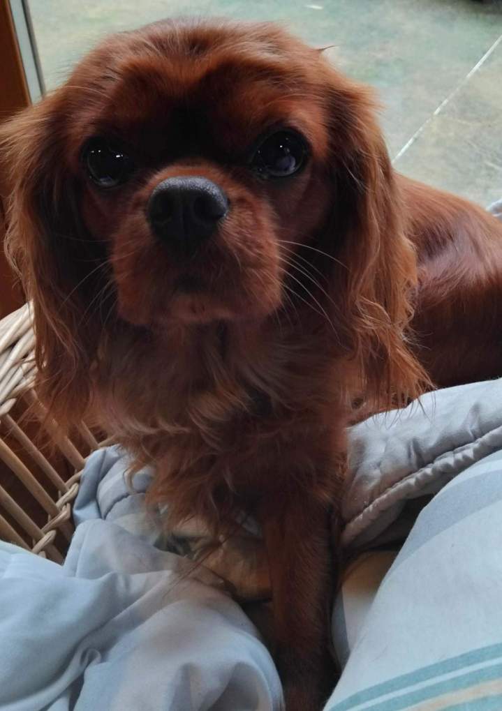 Élevage professionnel Cavalier King Charles Saône-et-Loire