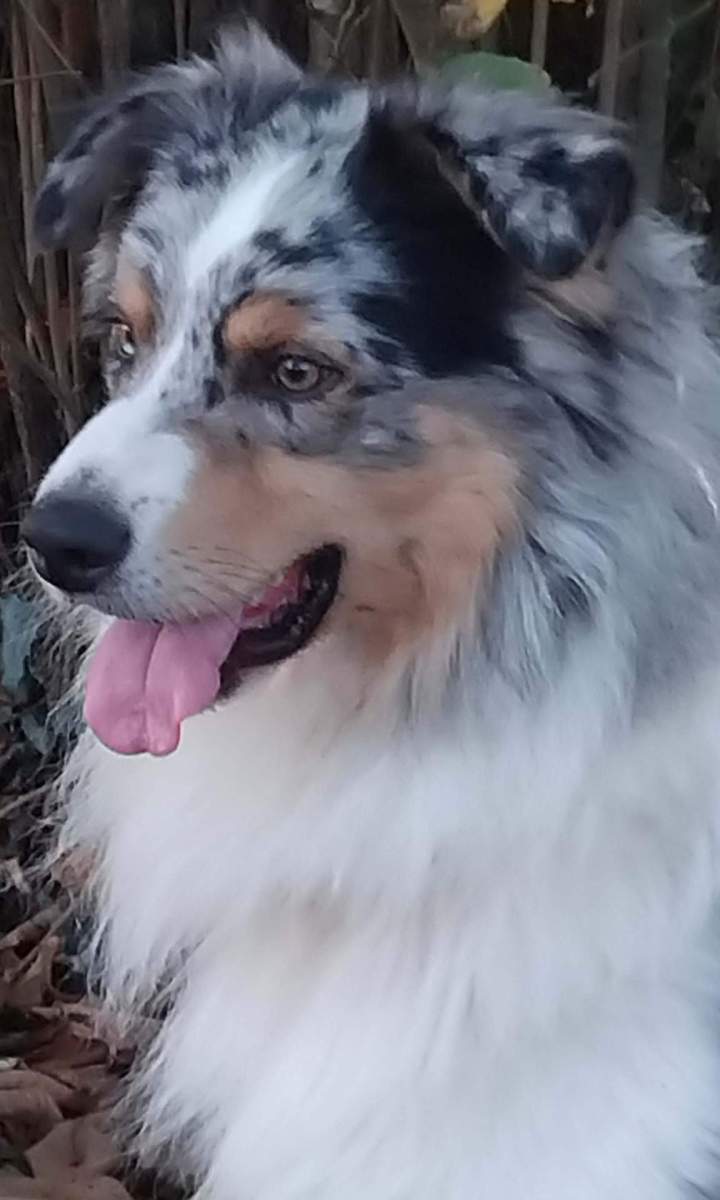 Chiots Bergers Australiens Saône-et-Loire