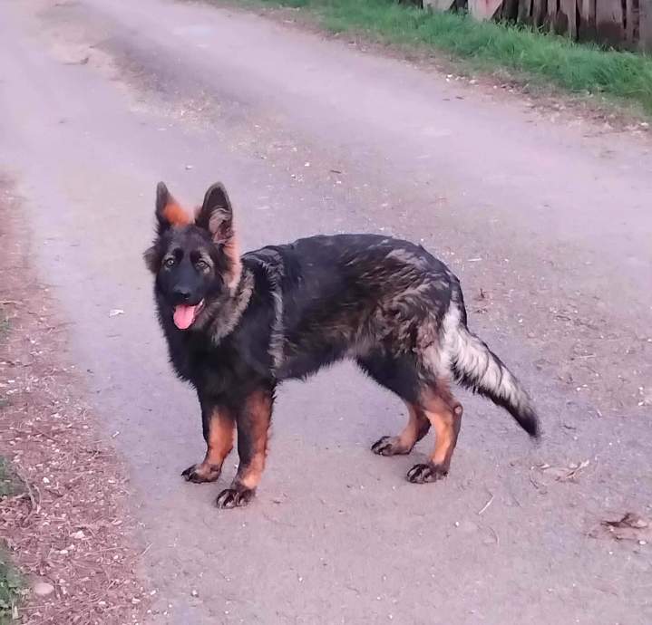 Élevage Altdeutscher Schäferhund Saône-et-Loire