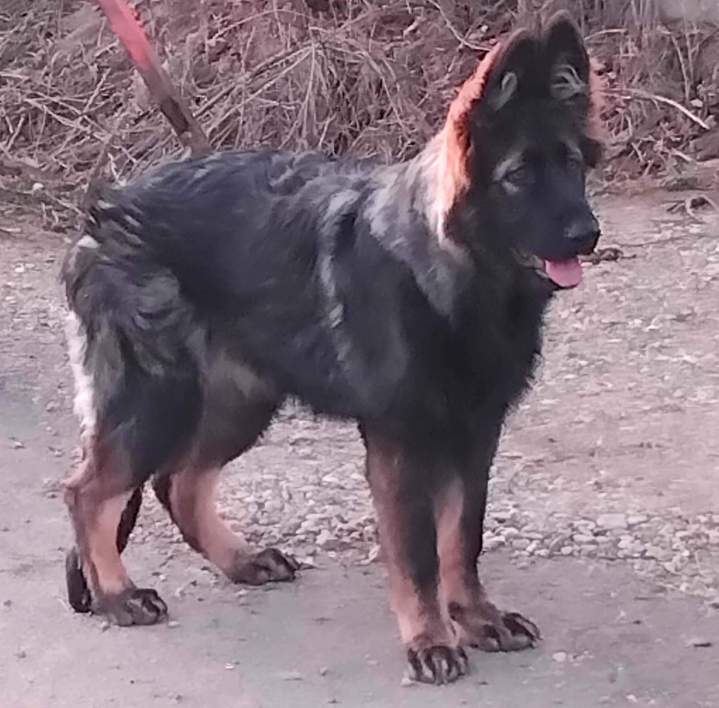 Élevage de Berger Allemand Ancien Type Saône-et-Loire