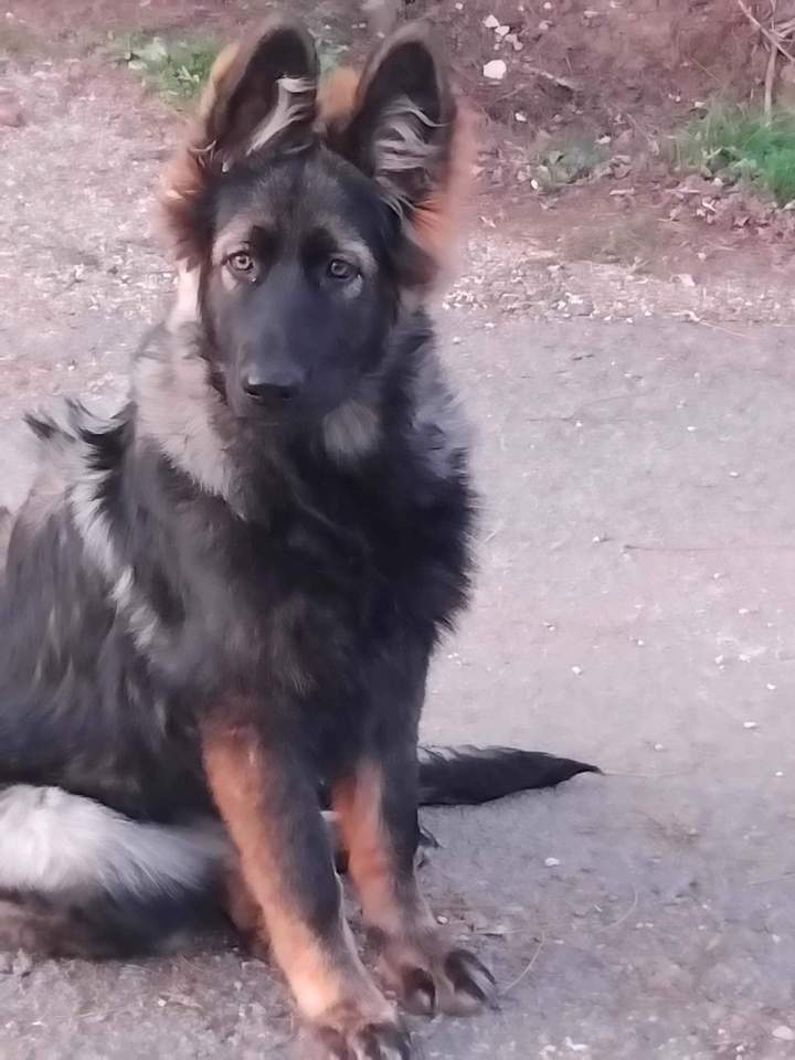 Vente de chiot Altdeutscher Schäferhund Saône-et-Loire