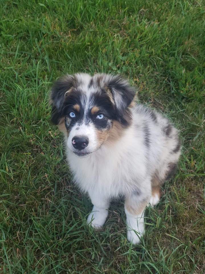 Vente de chiot Berger australien Saône-et-Loire
