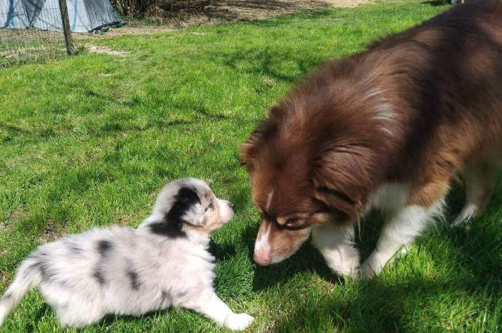Vente de chiot Cavalier King Charles Saône-et-Loire