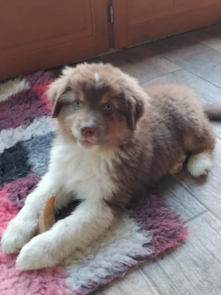 Élevage Berger australien Saône-et-Loire