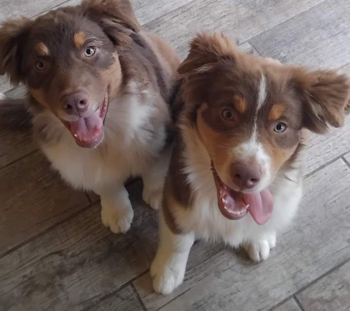 Élevage Altdeutscher Schäferhund Saône-et-Loire