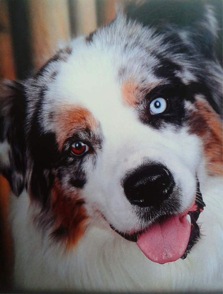 Élevage professionnel Berger Australien Saône-et-Loire